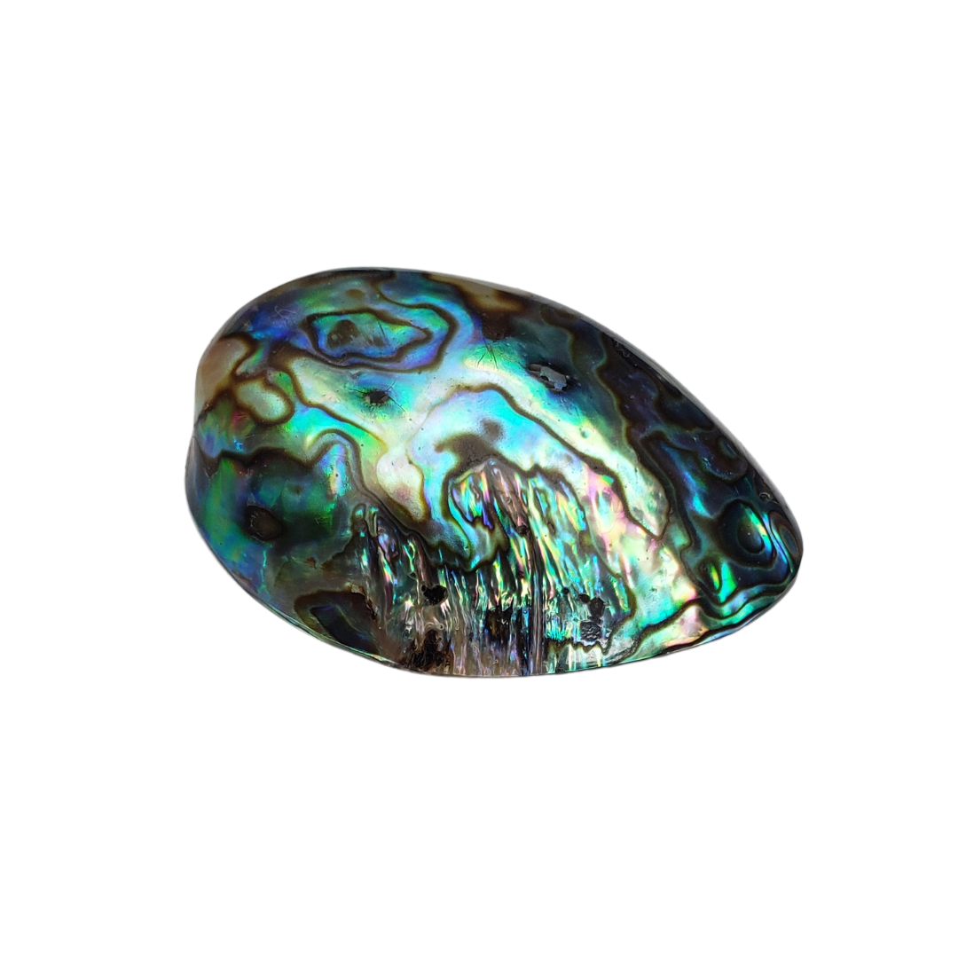 Concha Abalone Natural