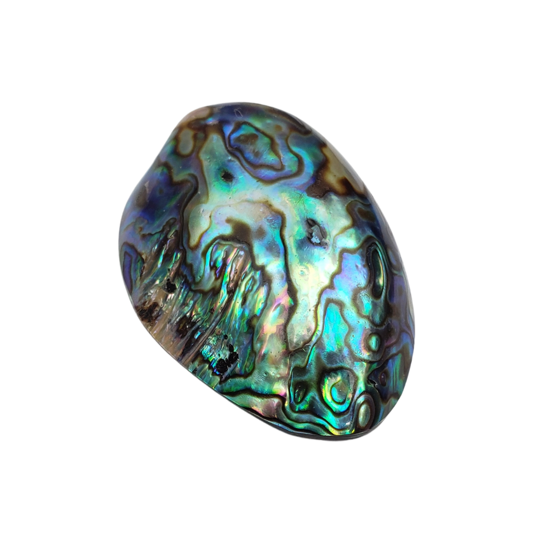 Concha Abalone Natural
