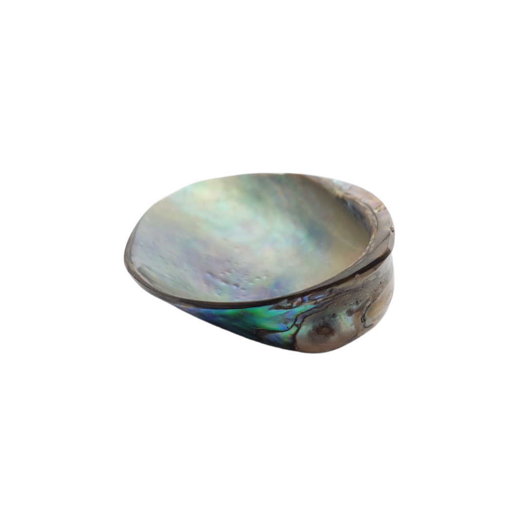Concha Abalone Natural