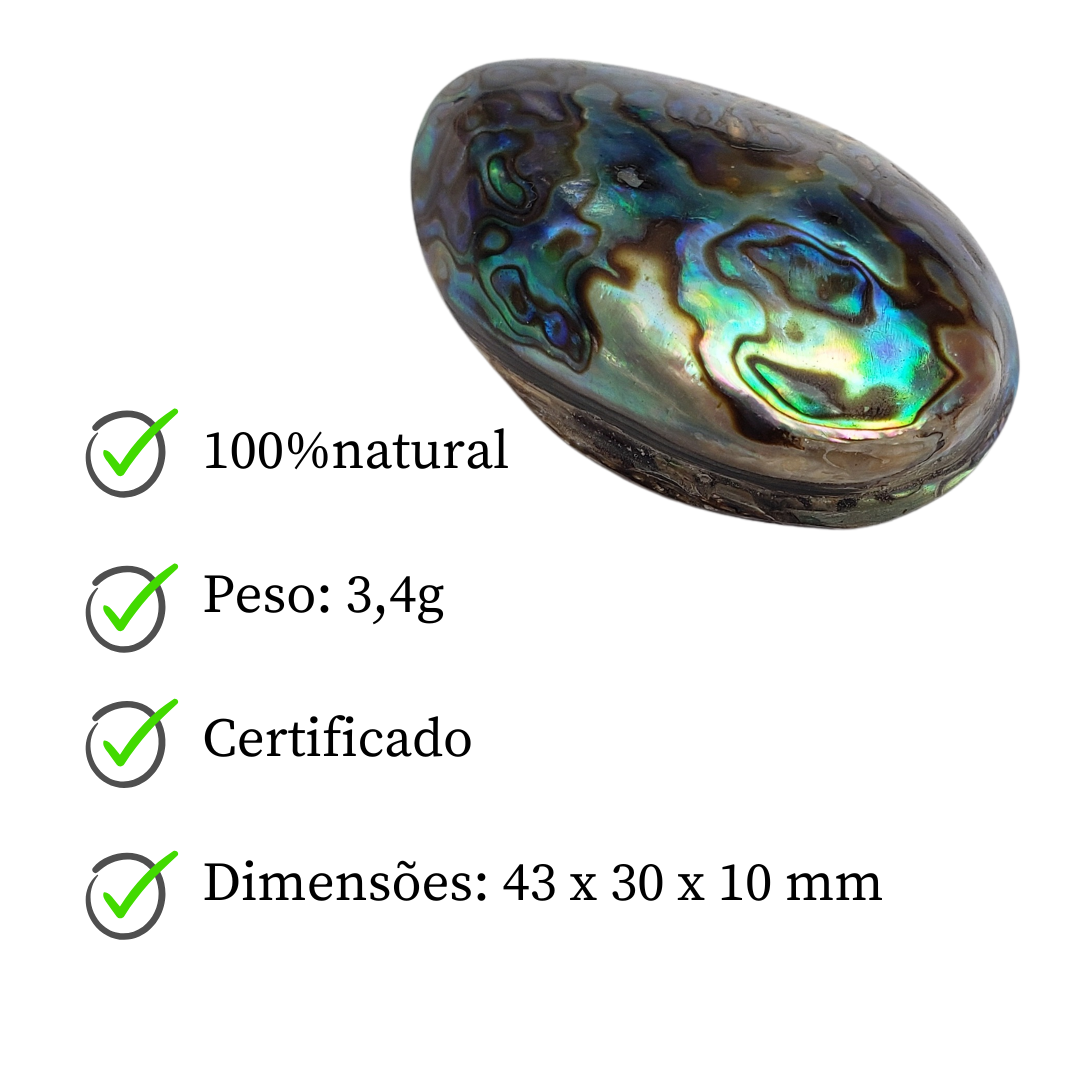 Concha Abalone Natural